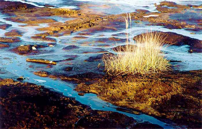 Ostrůvek (v rašelině)